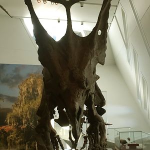 Chasmosaurus Front View