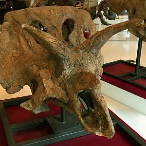 Triceratops Skull