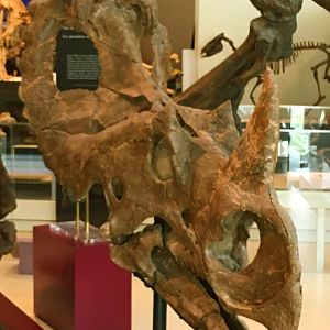 Centrosaurus Skull