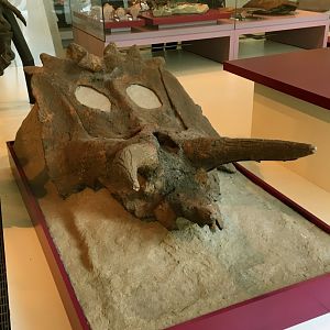Ceratopsian Skull