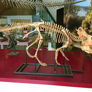 Protoceratops