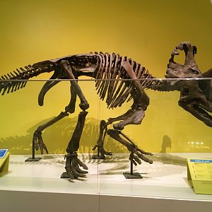 Wendiceratops