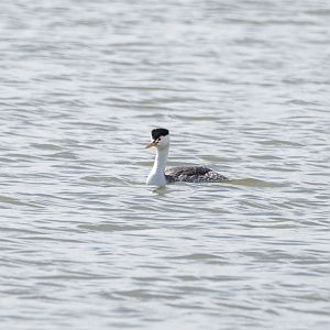 Clark's Grebe