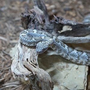 Panamint Speckled Rattlesnake- Crotalus mitchellii stephensi