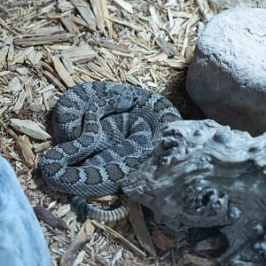 Northern Pacific Rattlesnake- Crotalus viridis oreganus