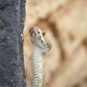 Grand Canyon Rattlesnake- Crotalus oreganus abyssus