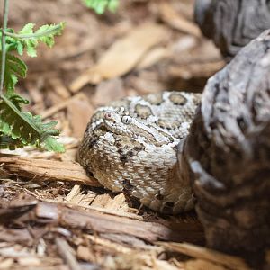 Baja California Rattlesnake- Crotalus enyo