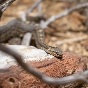 Queretero Dusky Rattlesnake- Crotalus aquilus