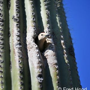 wild gila woodpecker in saguaro cactus