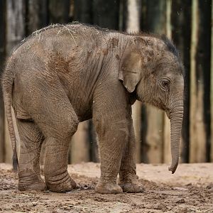 Asian Elephant calf 'Riva', 15 March 2020