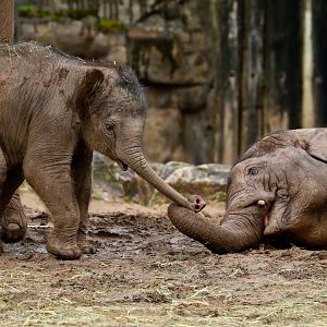 Asian Elephants, 15 March 2020