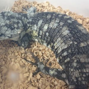 Abronia lythrochila