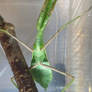 Stagmomantis parvidentatata