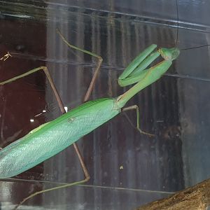 Hierodula membranacea