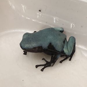 Adelphobates galactonotus