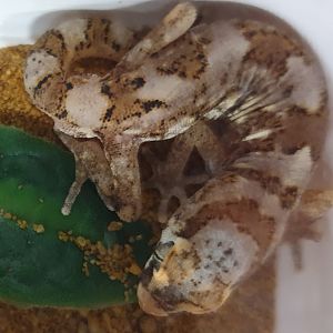 Pachydactylus mariquensis