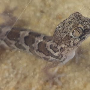 Pachydactylus amoenus