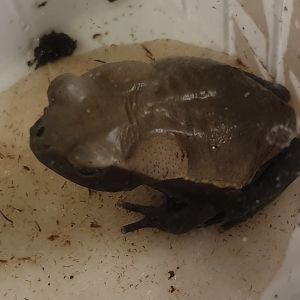 Toad ID