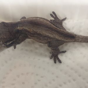 Rhacodactylus auriculatus