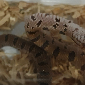 Lampropeltis calligaster