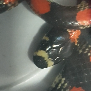 Scolecophis atrocinctus