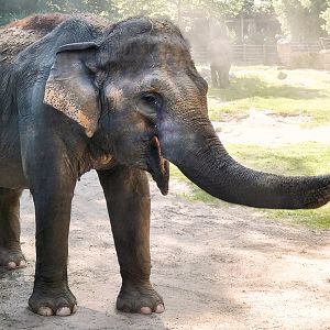 Jul. 2019 - Elephant Trails - Swarna