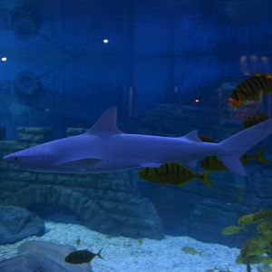 Carcharhinus tjutjot