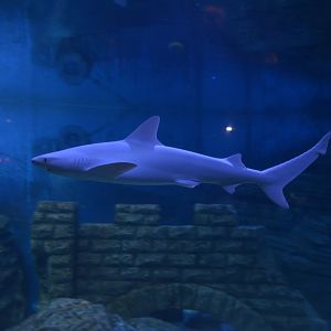 Carcharhinus tjutjot