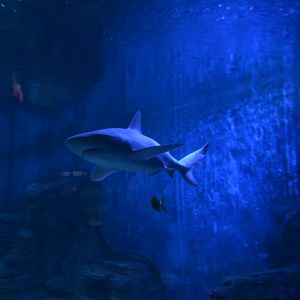 Carcharhinus tjutjot