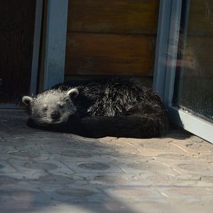 Bear cat,Arctictis binturong