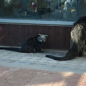 Bear cat,Arctictis binturong