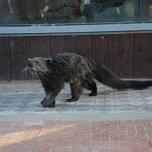 Bear cat,Arctictis binturong