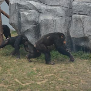 chimpanzee,Pan troglodytes