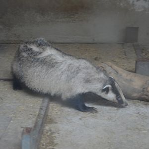 Asian badgers ,Meles leucurus