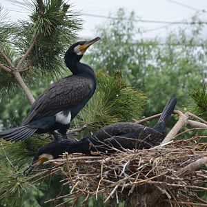 Great Cormorant ,Phalacrocorax carbo