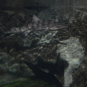 Banded Houndshark, Triakis scyllium