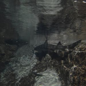 Banded Houndshark, Triakis scyllium