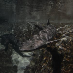 Banded Houndshark, Triakis scyllium