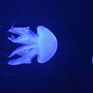 Acronitus tankahkeei