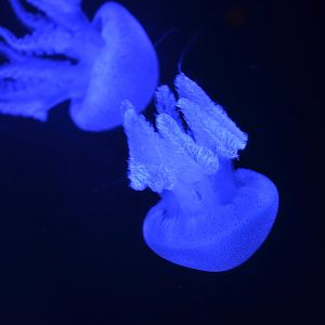 Acronitus tankahkeei