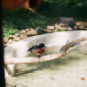 Duck ID? Brandywine Zoo