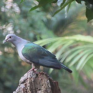 Green Imperial-pigeon