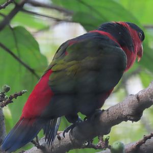 Black capped lory