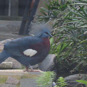 Scheepmaker's crowned pigeon