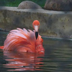 American flamingo