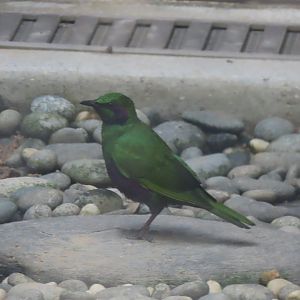 Emerald starling