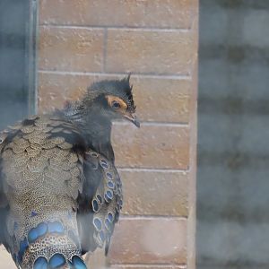 Malayan peacock pheasant