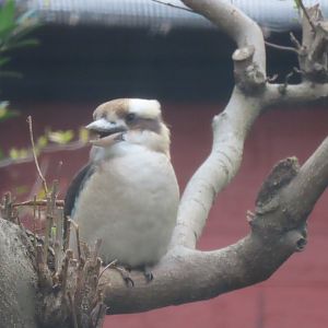 Laughing kookaburra