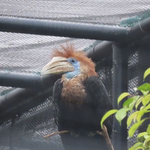 Yellow-casqued hornbill