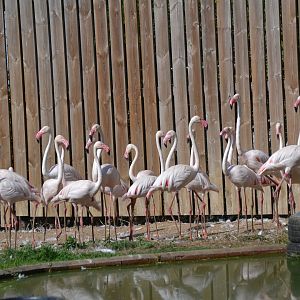Greater Flamingo